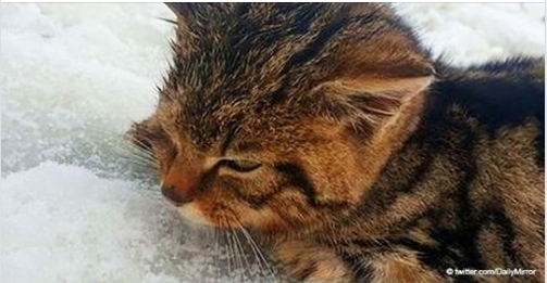 Eine seltene schottische Wildkatze wurde von Wanderern aus Frost gerettet